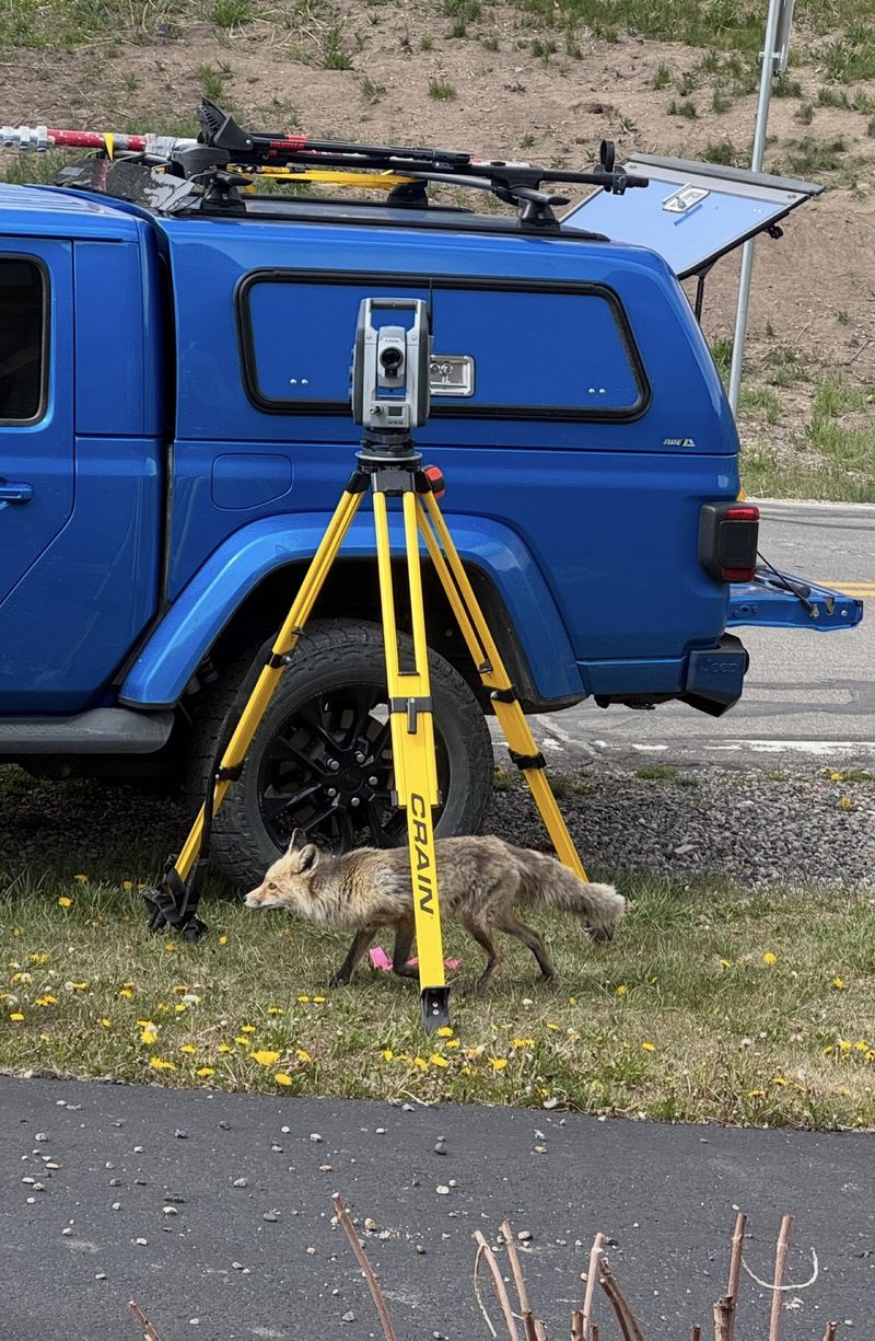 Total station on a yellow tripod beside a blue Jeep, with a red fox walking under the tripod